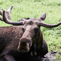 thumbs-moose-04.jpg