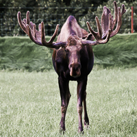 thumbs-moose-07.jpg