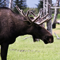 thumbs-moose-09.jpg