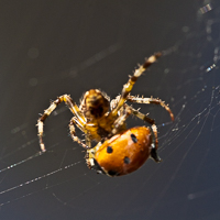 Gallery spider-ladybird