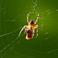 thumbs-spider-ladybird-11.jpg