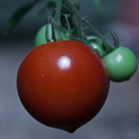Gallery tomatoes