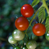 thumbs-tomatoes-03.jpg