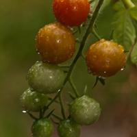 thumbs-tomatoes-05.jpg