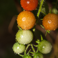 thumbs-tomatoes-06.jpg