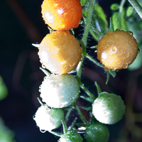 thumbs-tomatoes-07.jpg