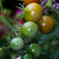 thumbs-tomatoes-08.jpg